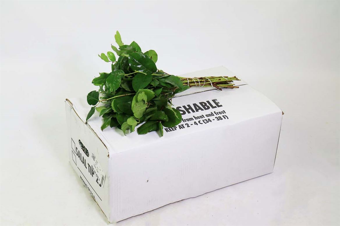 FeedSync:wholesale:357b63df95b8504799e691b59a05ab37531e9774