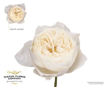 Rose Garden White Cloud (24 Stems)
