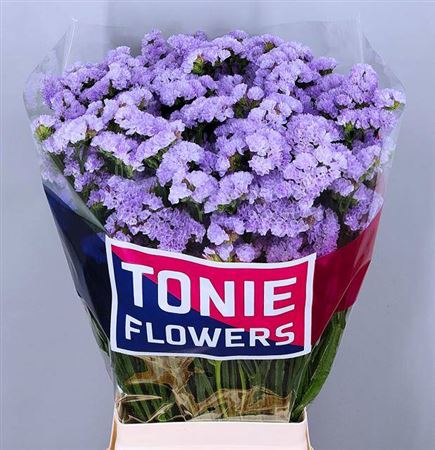 Purple Statice ‘Donau Birds’ Cut Flowers – 80cm Stems