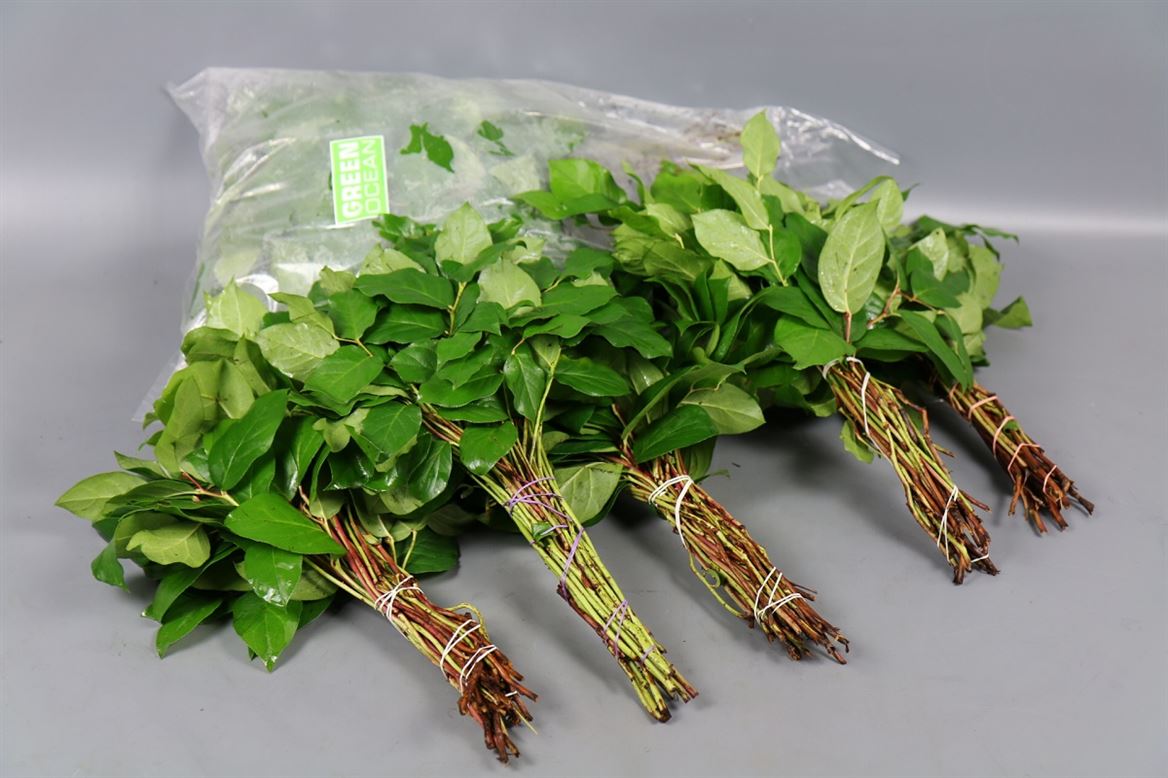 GR Salal Tip (Bunch)