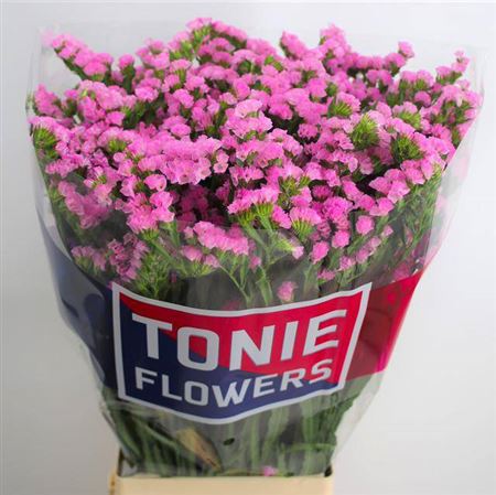 Limonium Statice Fantasia Wings (25 Stems)