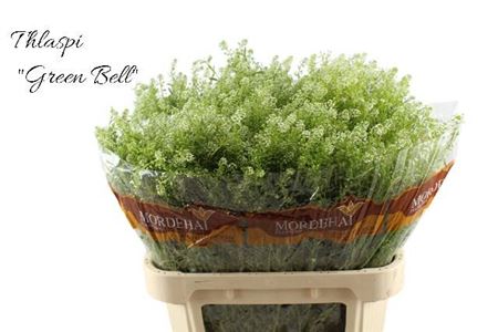 FeedSync:wholesale:d955c2c58302a196534f0b3141c4b59cc4fe8a55