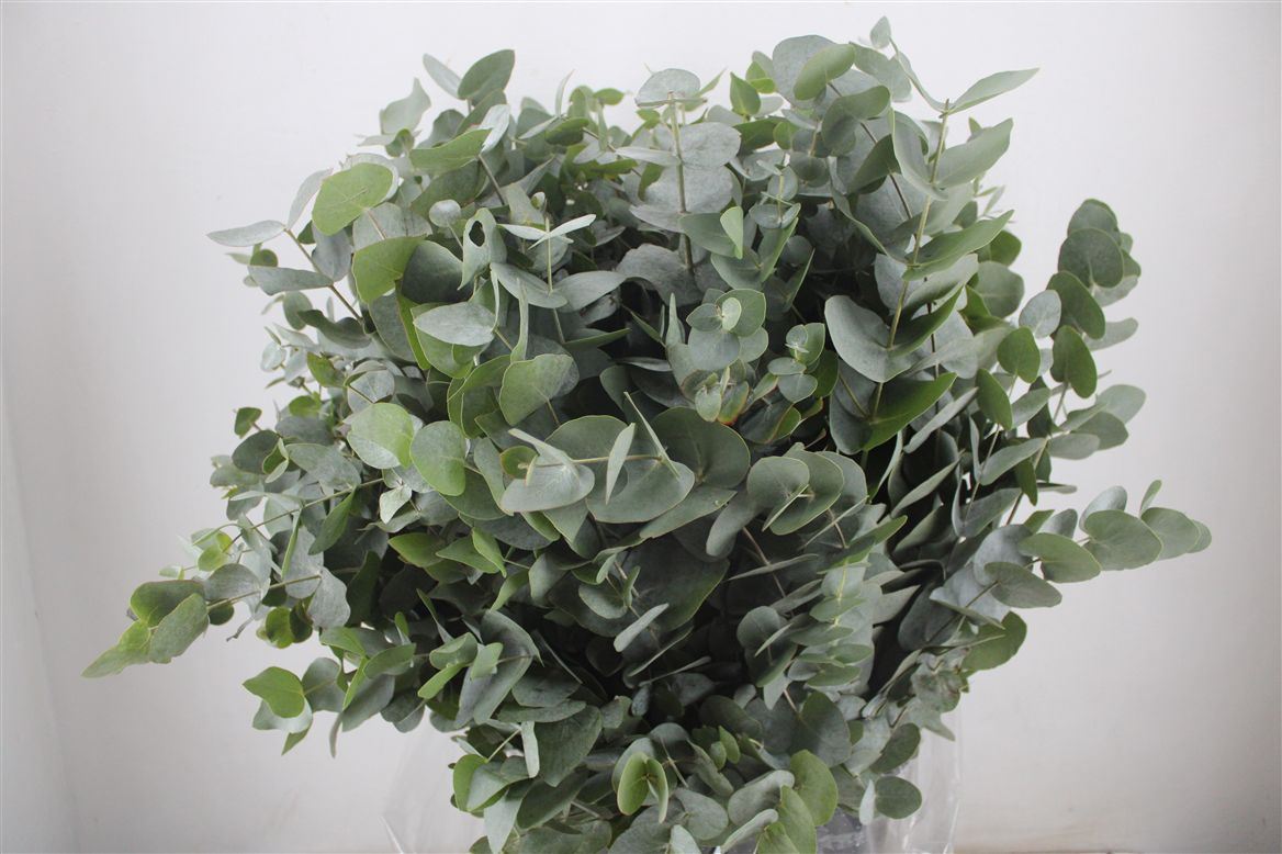 FeedSync:wholesale:4762dcc8e8f1e032f28c6aca3cda9744cdeb2faa