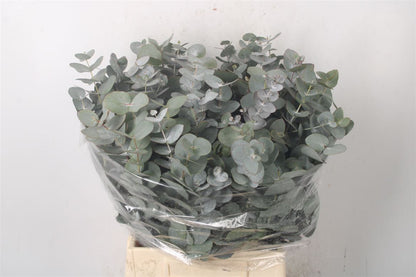 FeedSync:wholesale:e2e195e0aa9be68af0206bb707d8649084374247