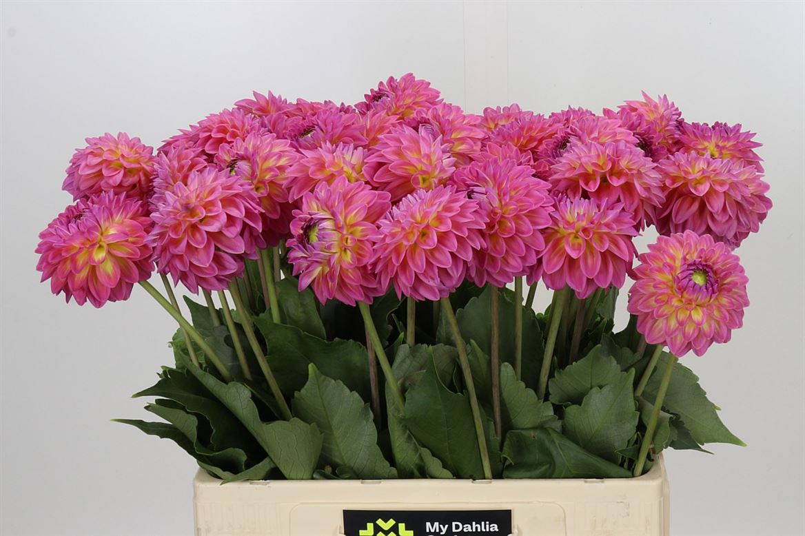 Dahlia - Dahlia - Barbados