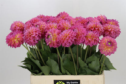 Dahlia - Dahlia - Barbados