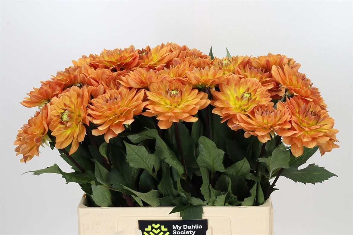 Dahlia - Dahlia - Dr Phil