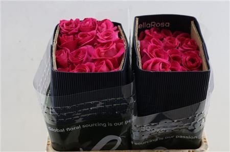 Rose Pink Floyd