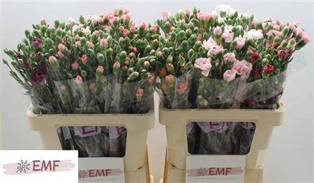 Carnation Mixed