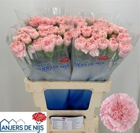 FeedSync:wholesale:5bda72d0b0cd96c01f1e389b99f3b686afe6d11b