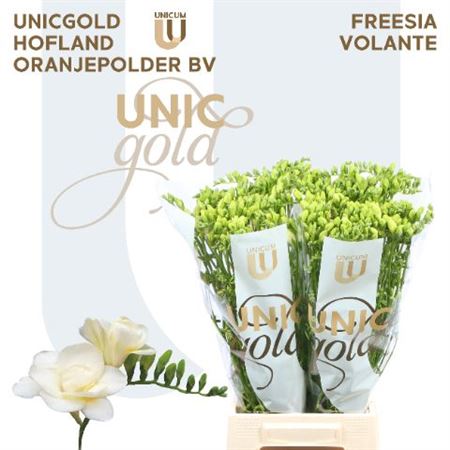 Double Freesia - Freesia - Volante