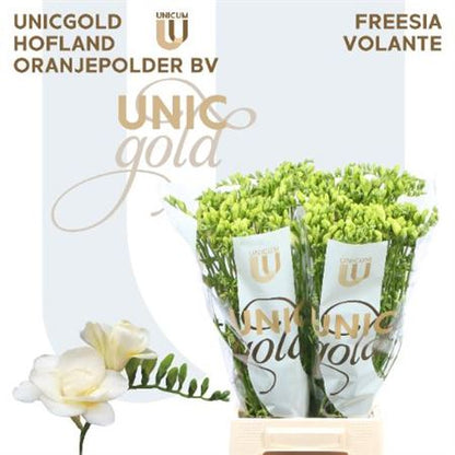 Double Freesia - Freesia - Volante