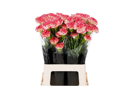 Carnation Standard Montoya