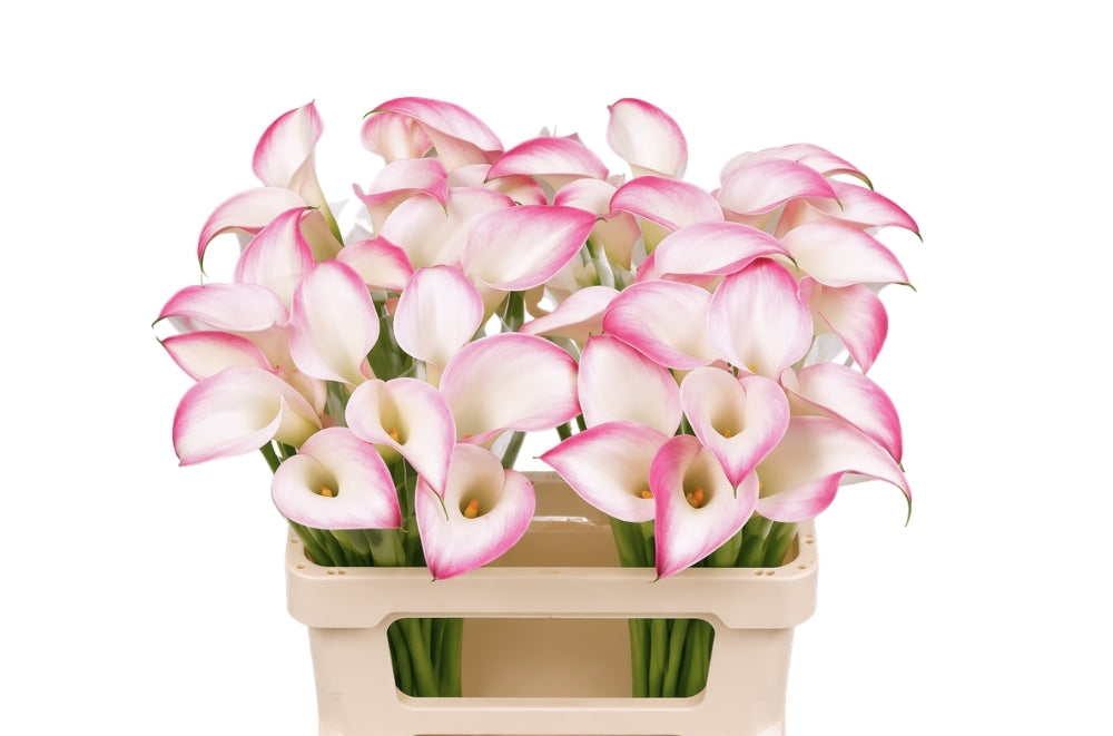 Calla Lily - Zantedeschia - Call Mario