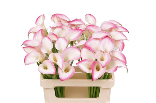 Calla Lily - Zantedeschia - Call Mario