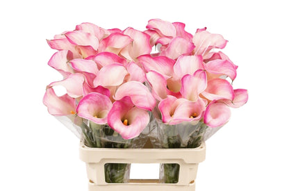 Calla Blushing Lady
