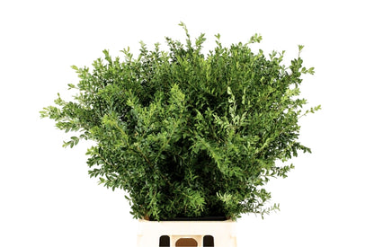 Buxus Foliage - 60cm Bunch