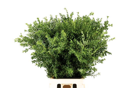 Buxus Foliage - 60cm Bunch