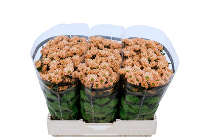 Santini Chrysanthemum - Chrysanthemum - Florossmok