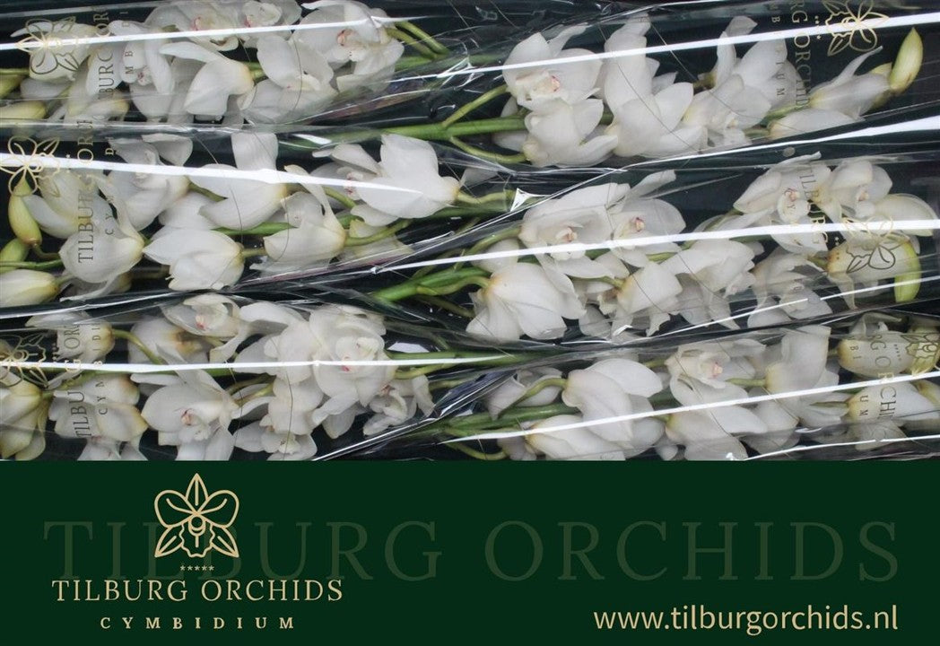 Orchid Cymbidium Early White