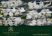 Orchid Cymbidium Early White