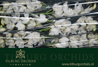 Orchid Cymbidium Early White