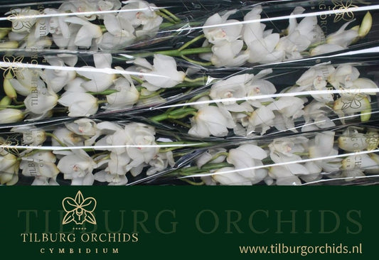 Orchid Cymbidium Early White