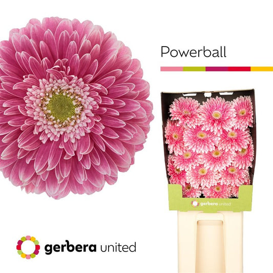 Gerbera - Power Ball