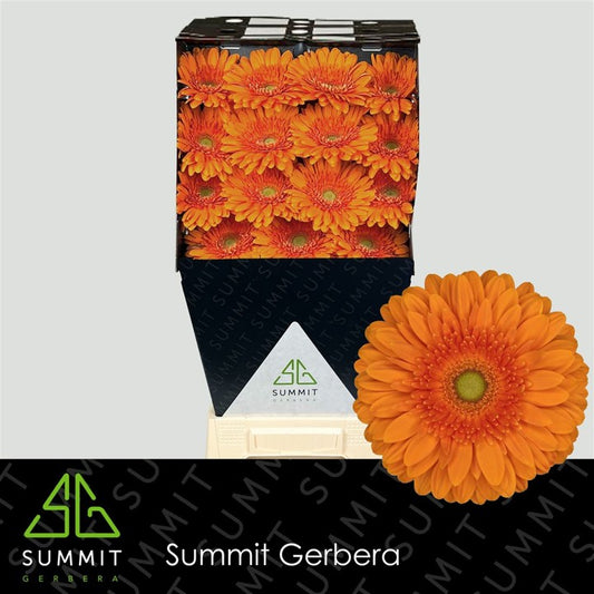Gerbera Eureka (15 Stems)