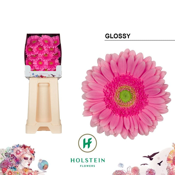 Gerbera Glossy (15 Stems)