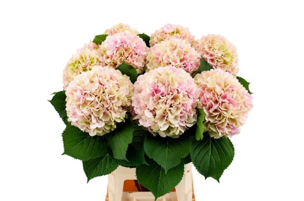 Hydrangea - Hydrangea - Verena