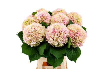 Hydrangea - Hydrangea - Verena