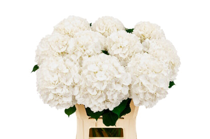 FeedSync:wholesale:15f58c8319bef520b044ca029b611af17e9c2e19