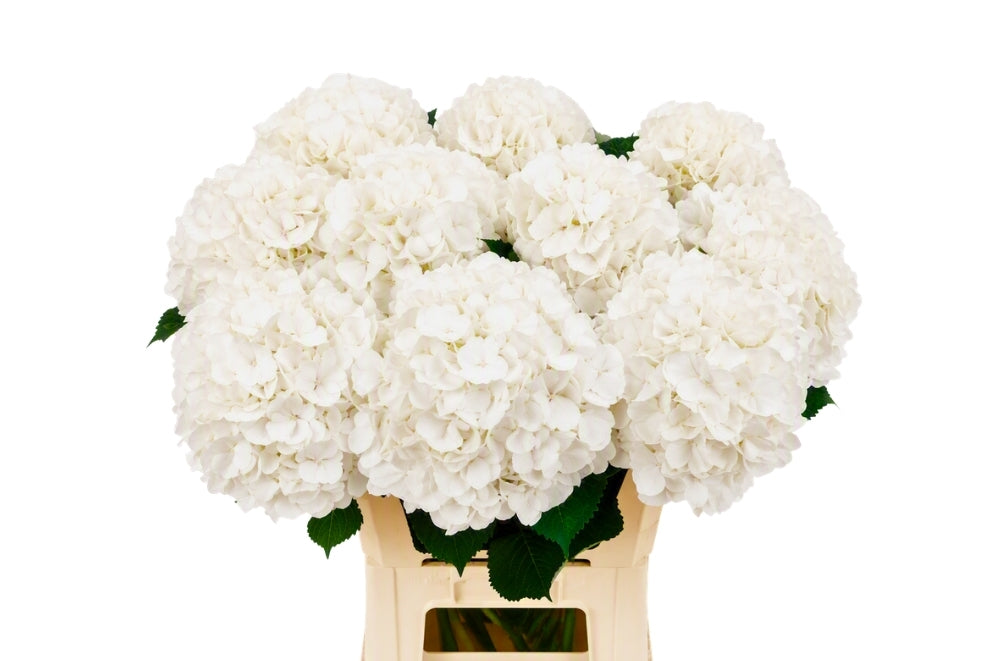 FeedSync:wholesale:e683d7c35d2e452c72d3e82409020d6f68dc1ed0