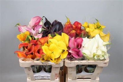 Calla Lily - Zantedeschia - Mixed