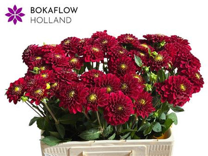 Red Fox Dahlia Cut Flowers – 55cm Stems