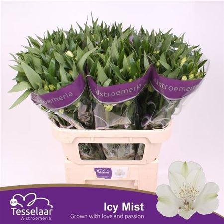 Alstroemeria White Wholesalers Choice