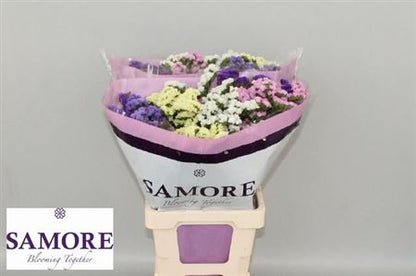 Limonium Statice Mix
