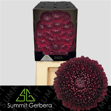 FeedSync:wholesale:0f348538df002c7b98c22c011eb0744dd817a484