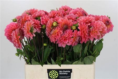 FeedSync:wholesale:d5c19ffc3e2da9eecae1089d0aaf648336ba22eb