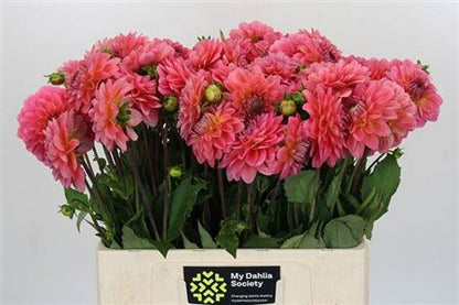 FeedSync:wholesale:d5c19ffc3e2da9eecae1089d0aaf648336ba22eb