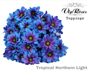 Spray Chrysanthemum - Chrysanthemum - Dekkennedy