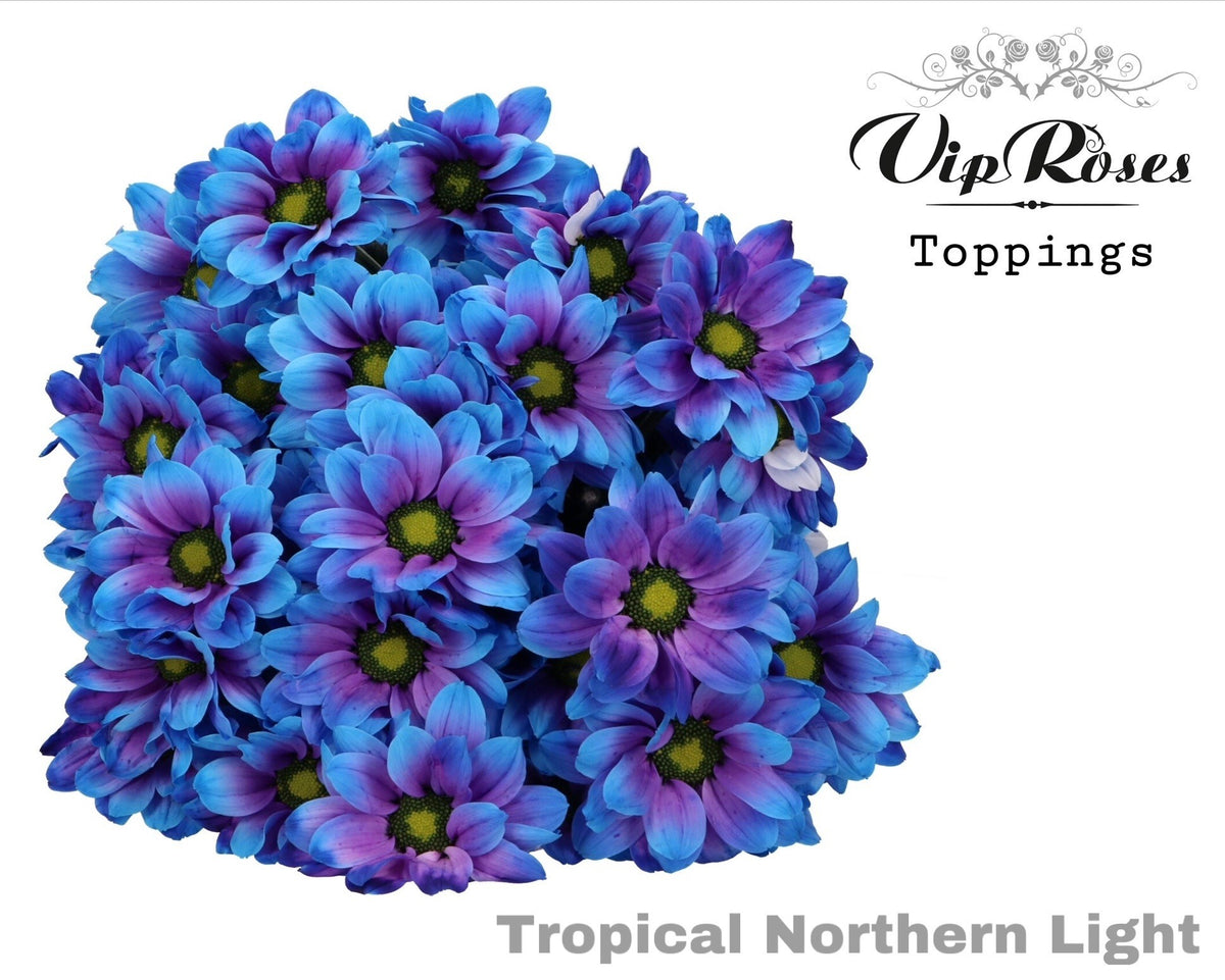 Spray Chrysanthemum - Chrysanthemum - Dekkennedy