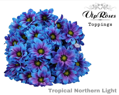 Spray Chrysanthemum - Chrysanthemum - Dekkennedy