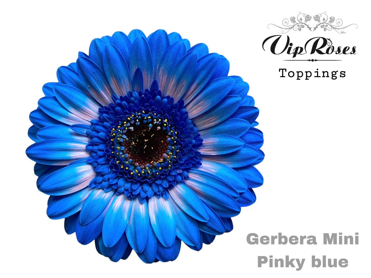 Germini - Gerbera - Pinky Blue