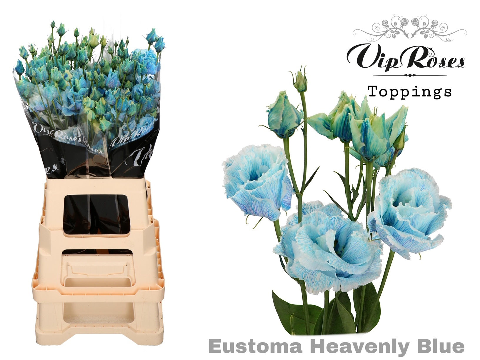 Lisianthus - Eustoma russellianum - Double Flowered
