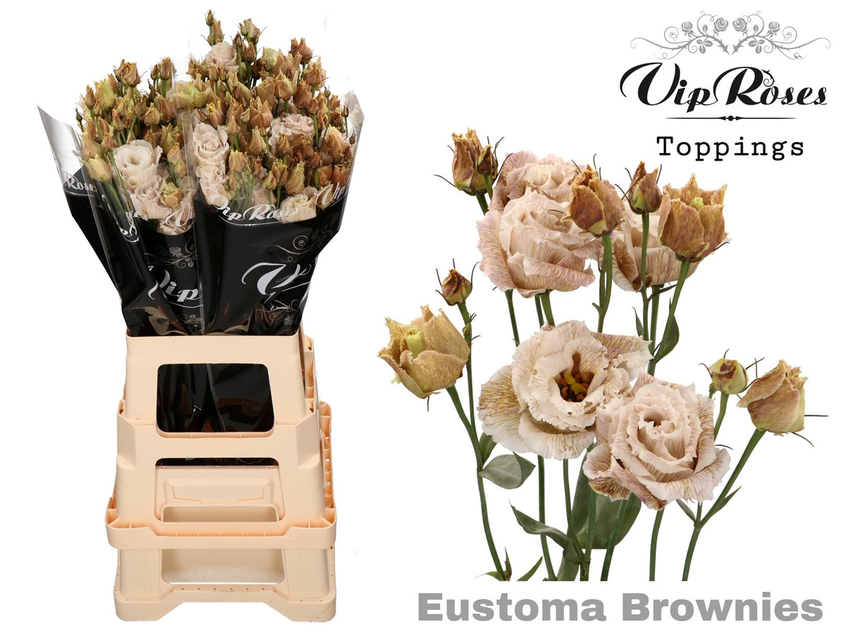 Eustoma Alissa Dyed Brownies