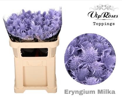 FeedSync:wholesale:ebe28fe9746bceab94d6af81ecf4c566aea719fa