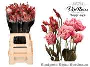 Lisianthus - Eustoma russellianum - Double Flowered