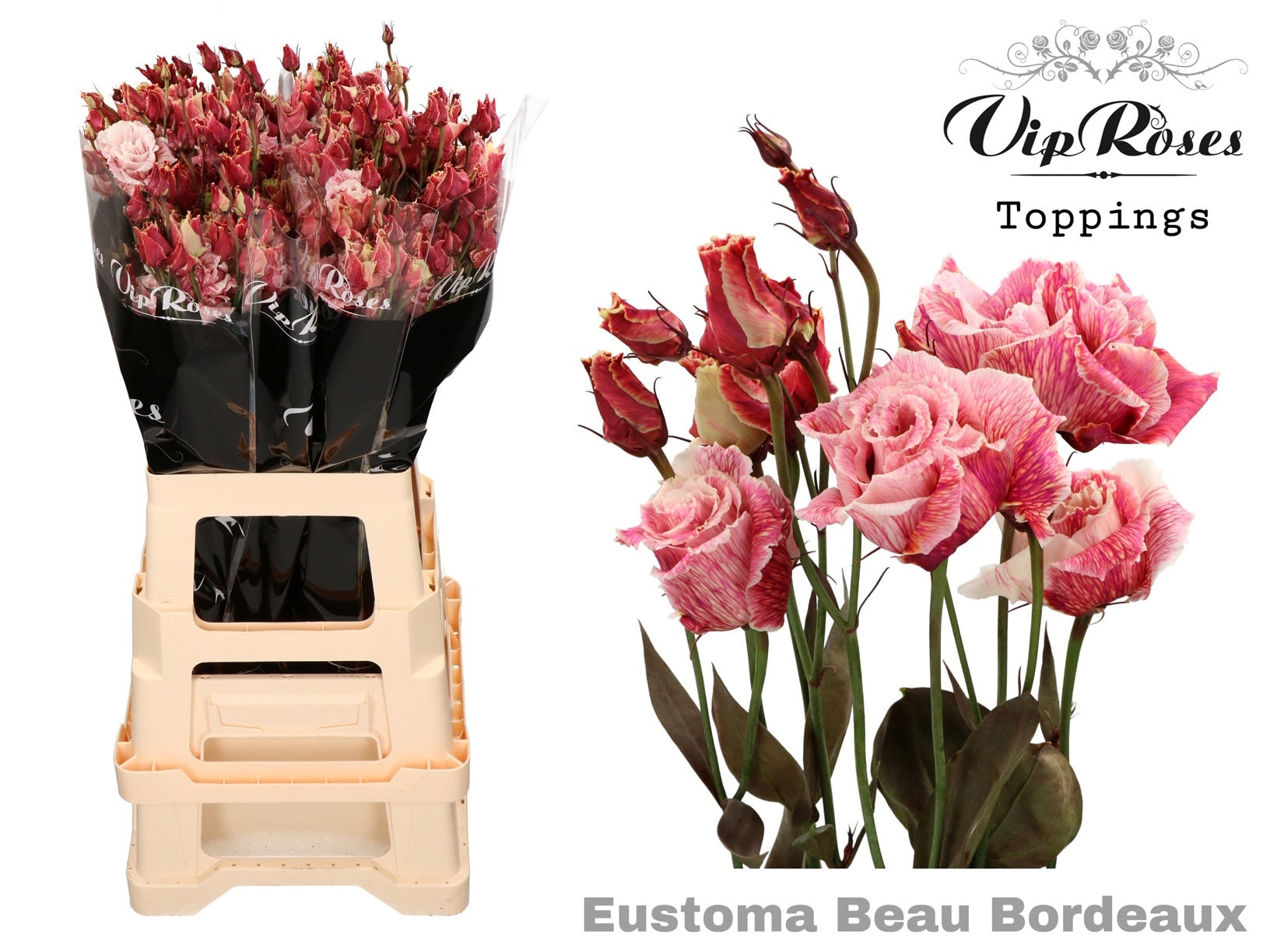 Lisianthus - Eustoma russellianum - Double Flowered